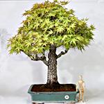 BONSAI ACERO PALMATO