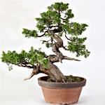 BONSAI GINEPRO