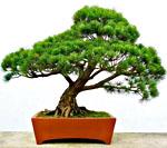BONSAI PINO NERO