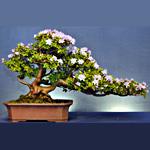 BONSAI AZALEA