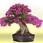 BONSAI BUGANVILLE