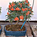 IRRIGAZIONE AUTOMATICA