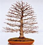 BONSAI CARPINO