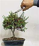 LA CIMATURA DEI GERMOGLI