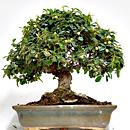 BONSAI COTONEASTER