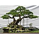 BONSAI FICUS