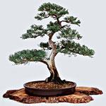 Eretto Informale (Moyogi)