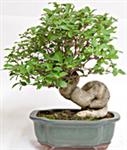 LA DEFOGLIAZIONE DEL BONSAI