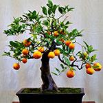 BONSAI MANDARINO