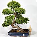 BONSAI OLMO