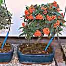 Kit Sistema Capillare per 20 Bonsai - da 54,90 €