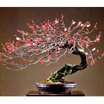 BONSAI ALBICOCCO GIAPPONESE