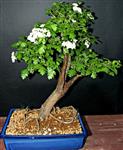 BONSAI BIANCOSPINO