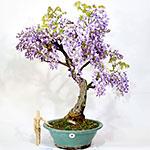 BONSAI GLICINE