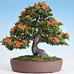 BONSAI PIRACANTA