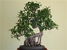 FICUS