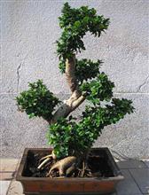 FICUS