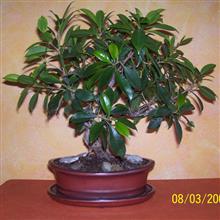 FICUS