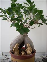 FICUS