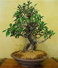 FICUS
