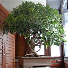 FICUS