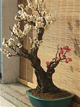 ALBICOCCO GIAPPONESE