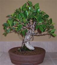 FICUS