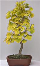 GINKGO