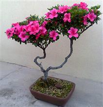 AZALEA