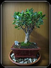 FICUS