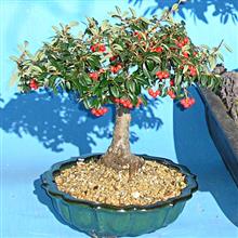 COTONEASTER