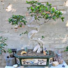 FICUS