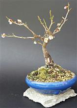 ALBICOCCO GIAPPONESE