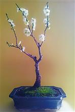 ALBICOCCO GIAPPONESE