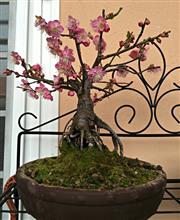 ALBICOCCO GIAPPONESE