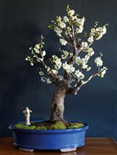 ALBICOCCO GIAPPONESE 