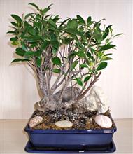FICUS