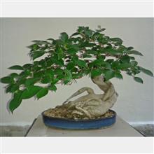 FICUS