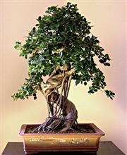 FICUS