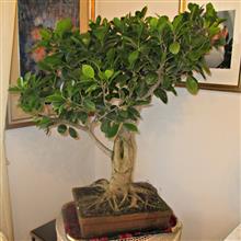 FICUS