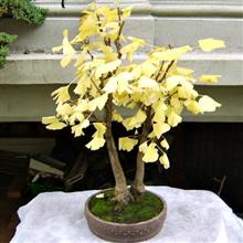 GINKGO