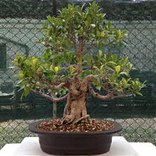 FICUS