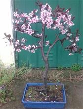 PRUNUS