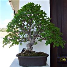 ZELKOVA