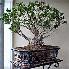 FICUS