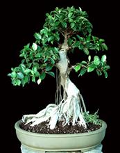 FICUS