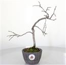 <b>Kaki</b> Esemplare Unico cm 30-99,00 €