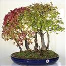 <b>Acero Tridente Bosco</b> Esemplare Unico cm 58-980,00 €