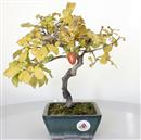 <b>Kaki</b> Esemplare Unico cm 29-260,00 €