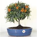 <b>Piracanta</b> Esemplare Unico cm 35-69,00 €